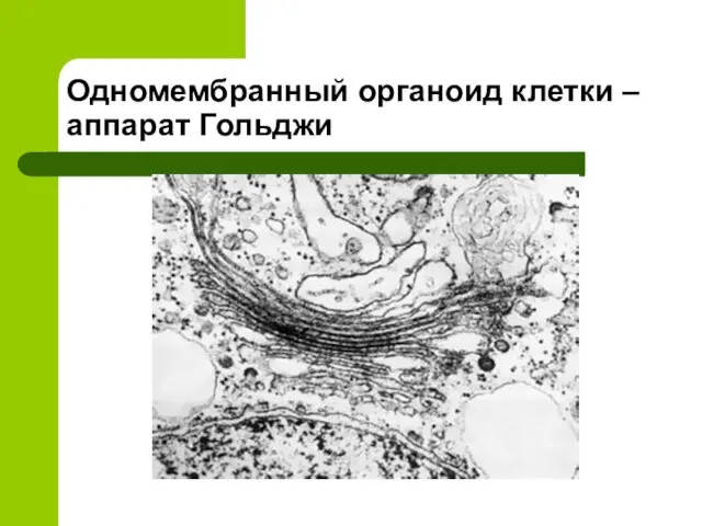 Одномембранный органоид клетки – аппарат Гольджи