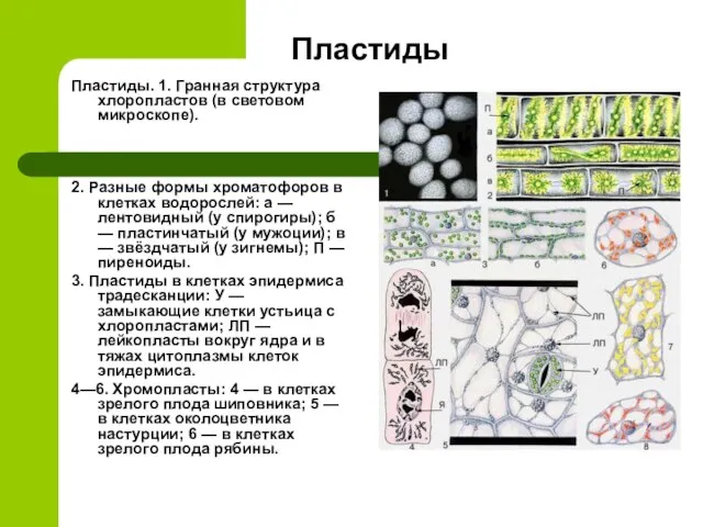 Пластиды Пластиды. 1. Гранная структура хлоропластов (в световом микроскопе). 2. Разные формы