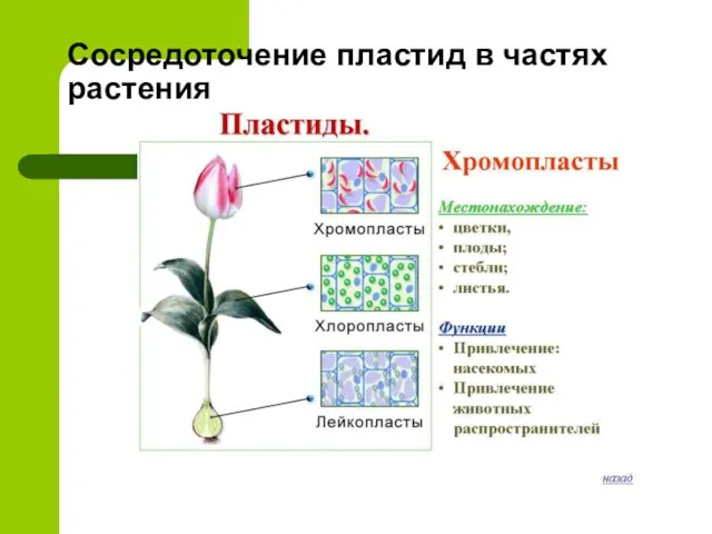 Сосредоточение пластид в частях растения