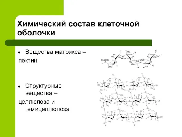 Химический состав клеточной оболочки Вещества матрикса – пектин Структурные вещества – целлюлоза и гемицеллюлоза