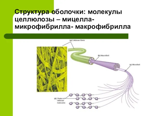 Структура оболочки: молекулы целлюлозы – мицелла- микрофибрилла- макрофибрилла