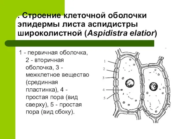 . Строение клеточной оболочки эпидермы листа аспидистры широколистной (Aspidistra elatior) 1 -