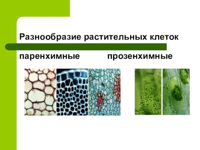 Разнообразие растительных клеток паренхимные прозенхимные