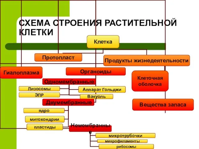 СХЕМА СТРОЕНИЯ РАСТИТЕЛЬНОЙ КЛЕТКИ