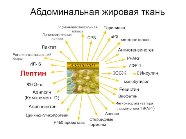 Абдоминальная жировая ткань Лактат Ангиотензиноген Лептин Адипсин (Комплемент D) ФНО- α ?ССЖ