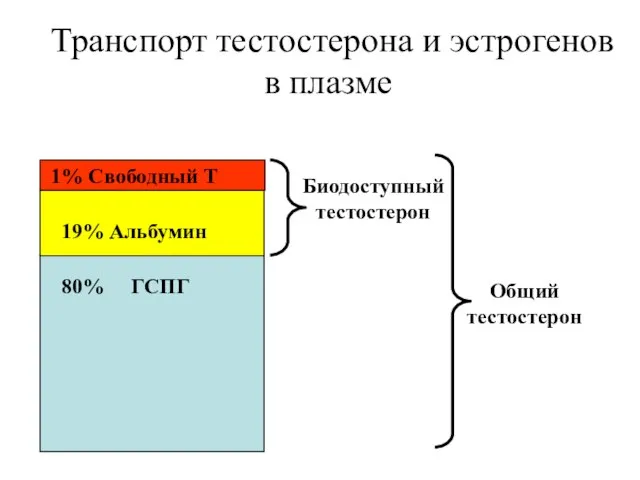 Транспорт тестостерона и эстрогенов в плазме 80% ГСПГ 19% Альбумин 1% Свободный