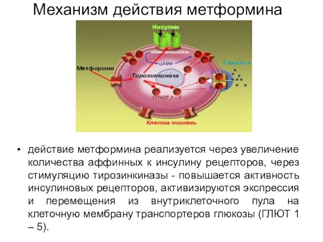 Механизм действия метформина действие метформина реализуется через увеличение количества аффинных к инсулину