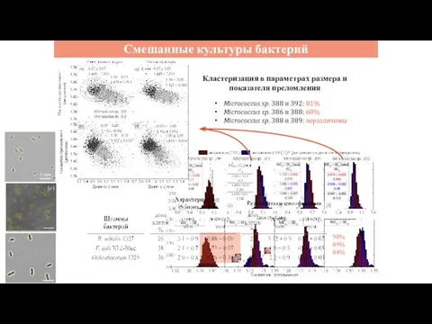 Смешанные культуры бактерий Micrococcus sp. 388 и 392: 81% Micrococcus sp. 386