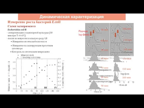 Динамическая характеризация Измерение роста бактерий E.coli Схема эксперимента Escherichia coli B синхронизация