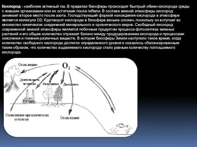 Кислород - наиболее активный газ. В пределах биосферы происходит быстрый обмен кислорода