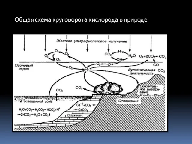 Общая схема круговорота кислорода в природе