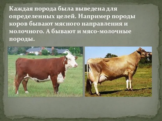 Каждая порода была выведена для определенных целей. Например породы коров бывают мясного