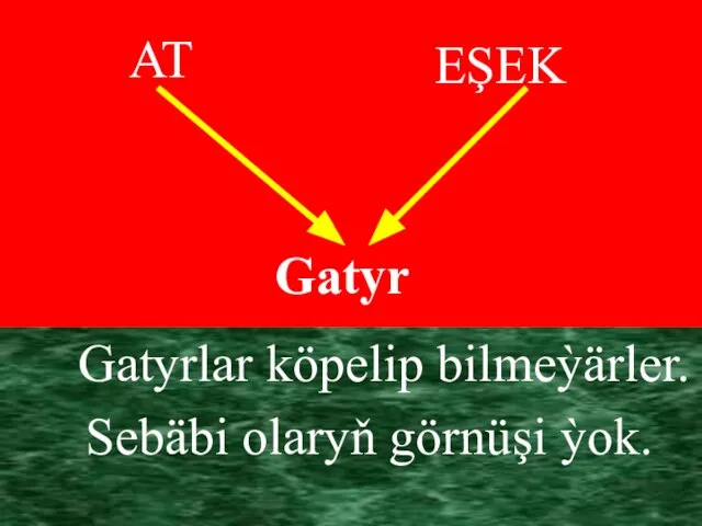 Gatyrlar köpelip bilmeỳärler. Sebäbi olaryň görnüşi ỳok. AT EŞEK Gatyr