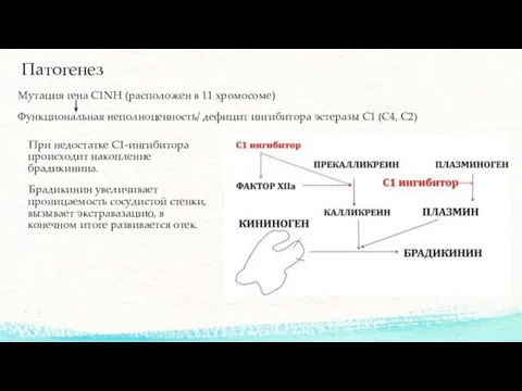 Патогенез Мутация гена C1NH (расположен в 11 хромосоме) Функциональная неполноценность/ дефицит ингибитора