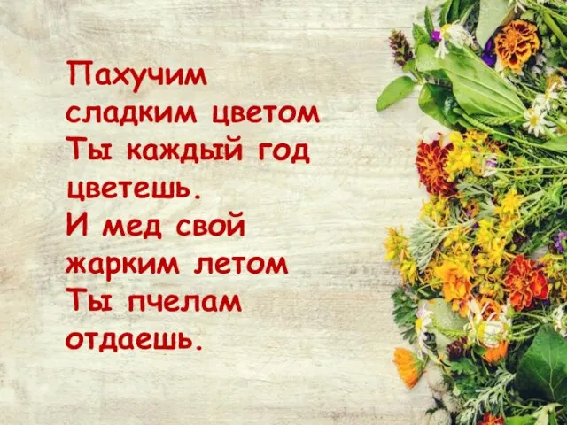 Пахучим сладким цветом Ты каждый год цветешь. И мед свой жарким летом Ты пчелам отдаешь.