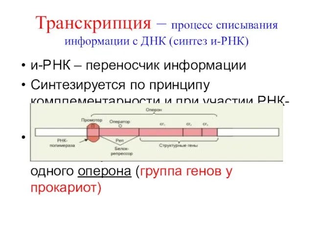 Транскрипция – процесс списывания информации с ДНК (синтез и-РНК) и-РНК – переносчик
