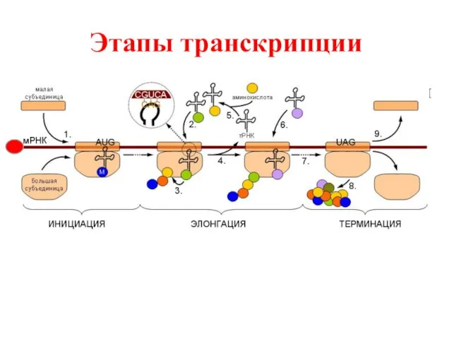 Этапы транскрипции 1.Связывание РНК-полимеразы с промотором 2.Инициация – начало синтеза 3.Элонгация –