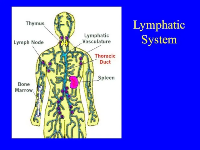 Lymphatic System