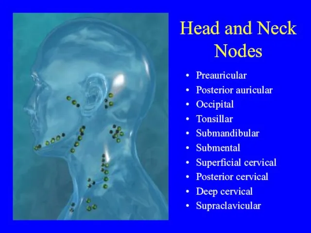 Head and Neck Nodes Preauricular Posterior auricular Occipital Tonsillar Submandibular Submental Superficial
