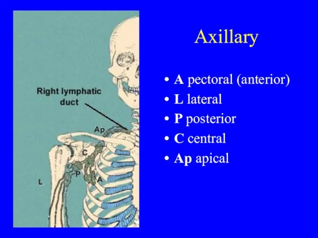 Axillary A pectoral (anterior) L lateral P posterior C central Ap apical