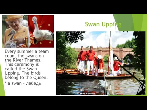 Swan Upping Every summer a team count the swans on the River