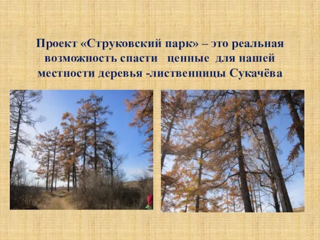 Проект «Струковский парк» – это реальная возможность спасти ценные для нашей местности деревья -лиственницы Сукачёва