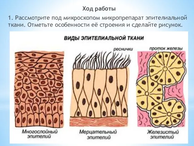 Ход работы 1. Рассмотрите под микроскопом микропрепарат эпителиальной ткани. Отметьте особенности её строения и сделайте рисунок.