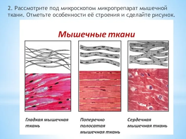 2. Рассмотрите под микроскопом микропрепарат мышечной ткани. Отметьте особенности её строения и сделайте рисунок.