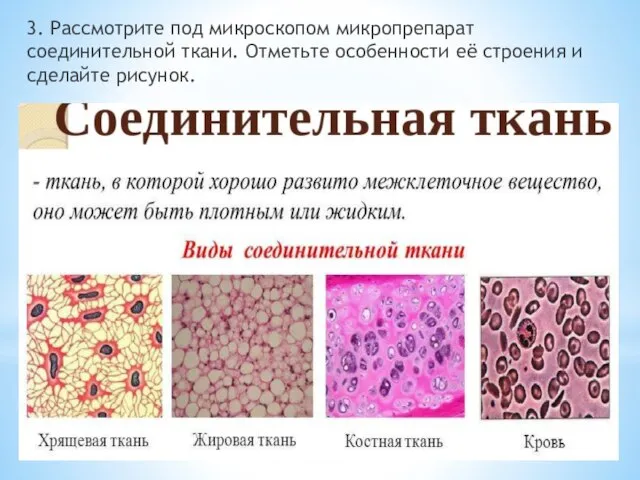 3. Рассмотрите под микроскопом микропрепарат соединительной ткани. Отметьте особенности её строения и сделайте рисунок.