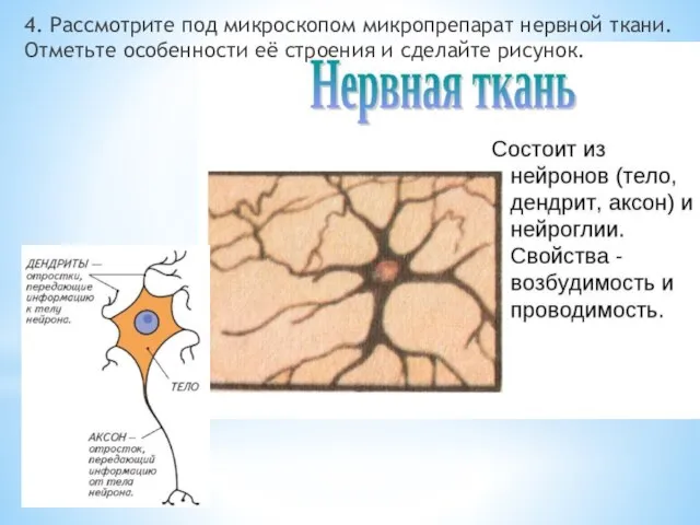 4. Рассмотрите под микроскопом микропрепарат нервной ткани. Отметьте особенности её строения и сделайте рисунок.