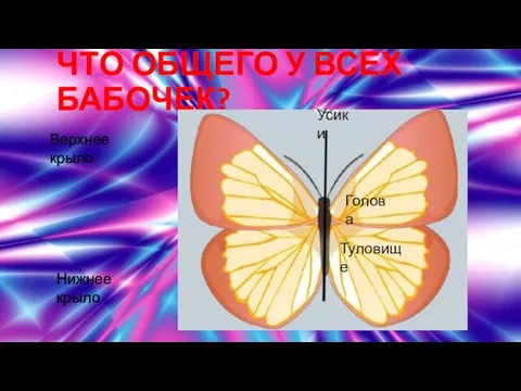ЧТО ОБЩЕГО У ВСЕХ БАБОЧЕК? Верхнее крыло Нижнее крыло Усики Голова Туловище