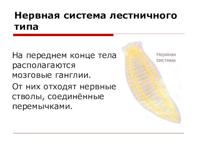 Нервная система лестничного типа На переднем конце тела располагаются мозговые ганглии. От