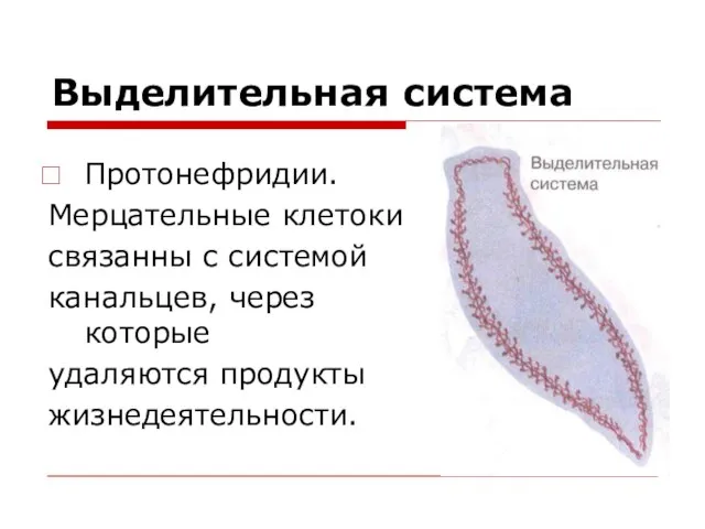 Выделительная система Протонефридии. Мерцательные клетоки связанны с системой канальцев, через которые удаляются продукты жизнедеятельности.