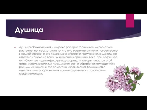 Душица Душица обыкновенная – широко распространенное многолетнее растение, но, несмотря на то,