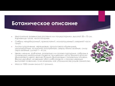 Ботаническое описание Многолетние травянистые растения или полукустарники, высотой 30—75 см. Корневище голое,