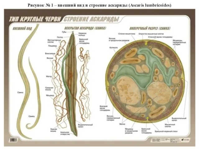 Рисунок № 1 – внешний вид и строение аскариды (Ascaris lumbricoides)