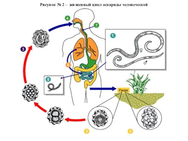 Рисунок № 2 – жизненный цикл аскариды человеческой