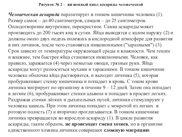 Рисунок № 2 – жизненный цикл аскариды человеческой Человеческая аскарида паразитирует в