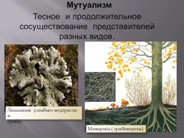 Мутуализм Тесное и продолжительное сосуществование представителей разных видов. Лишайник (симбиоз водоросли и гриба) Микориза ( грибокорень)