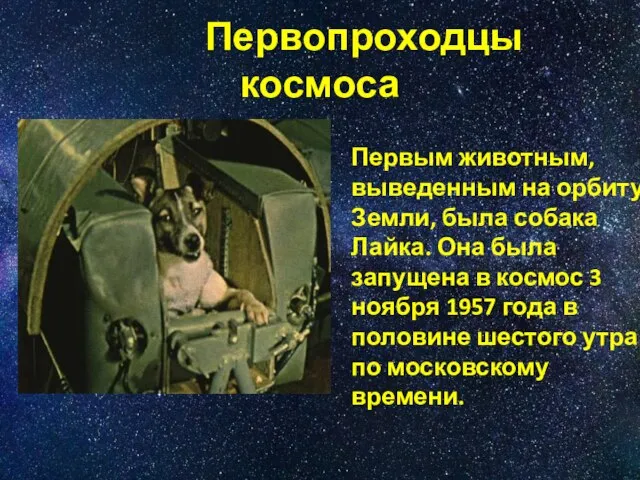 Первопроходцы космоса Первым животным, выведенным на орбиту Земли, была собака Лайка. Она