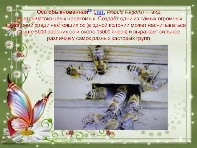 Оса обыкновенная[2] (лат. Vespula vulgaris) — вид перепончатокрылых насекомых. Создаёт одни из