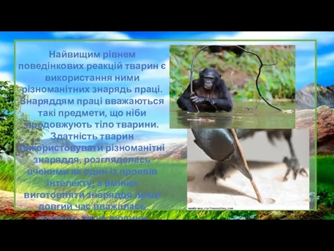 Найвищим рівнем поведінкових реакцій тварин є використання ними різноманітних знарядь праці. Знаряддям