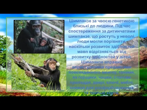 Шимпанзе за чвоєю генетикою близькі до людини. Під час спостереження за дитинчатами