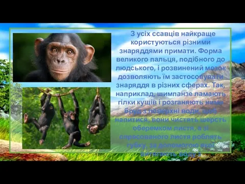 З усіх ссавців найкраще користуються різними знаряддями примати. Форма великого пальця, подібного