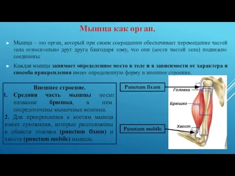 Мышца – это орган, который при своем сокращении обеспечивает перемещение частей тела