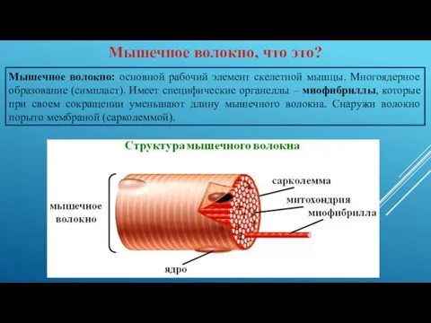 Мышечное волокно, что это? Мышечное волокно: основной рабочий элемент скелетной мышцы. Многоядерное