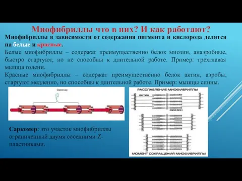 Миофибриллы в зависимости от содержания пигмента и кислорода делятся на белые и