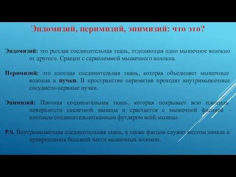 Эндомизий, перимизий, эпимизий: что это? Эндомизий: это рыхлая соединительная ткань, отделяющая одно