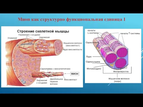 Мион как структурно функциональная единица 1