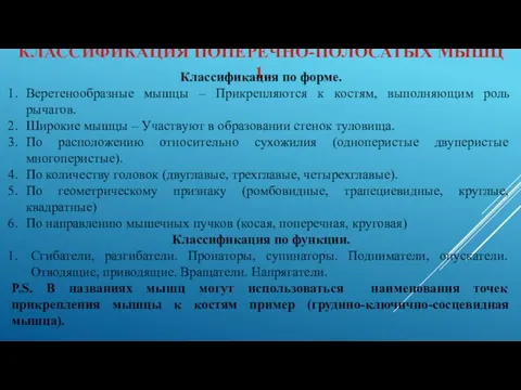 КЛАССИФИКАЦИЯ ПОПЕРЕЧНО-ПОЛОСАТЫХ МЫШЦ 1. Классификация по форме. Веретенообразные мышцы – Прикрепляются к